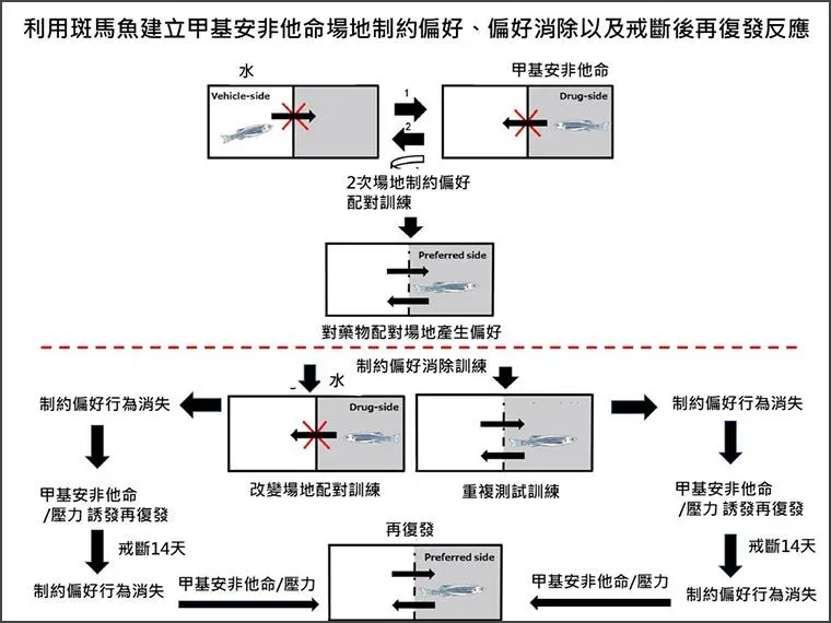研究利用斑馬魚建立甲基安非他命場地制約偏好、偏好消除與戒斷後再復發反應。