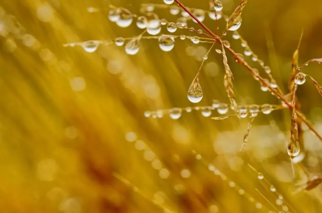 明(19)日是穀雨!(圖/資料庫)