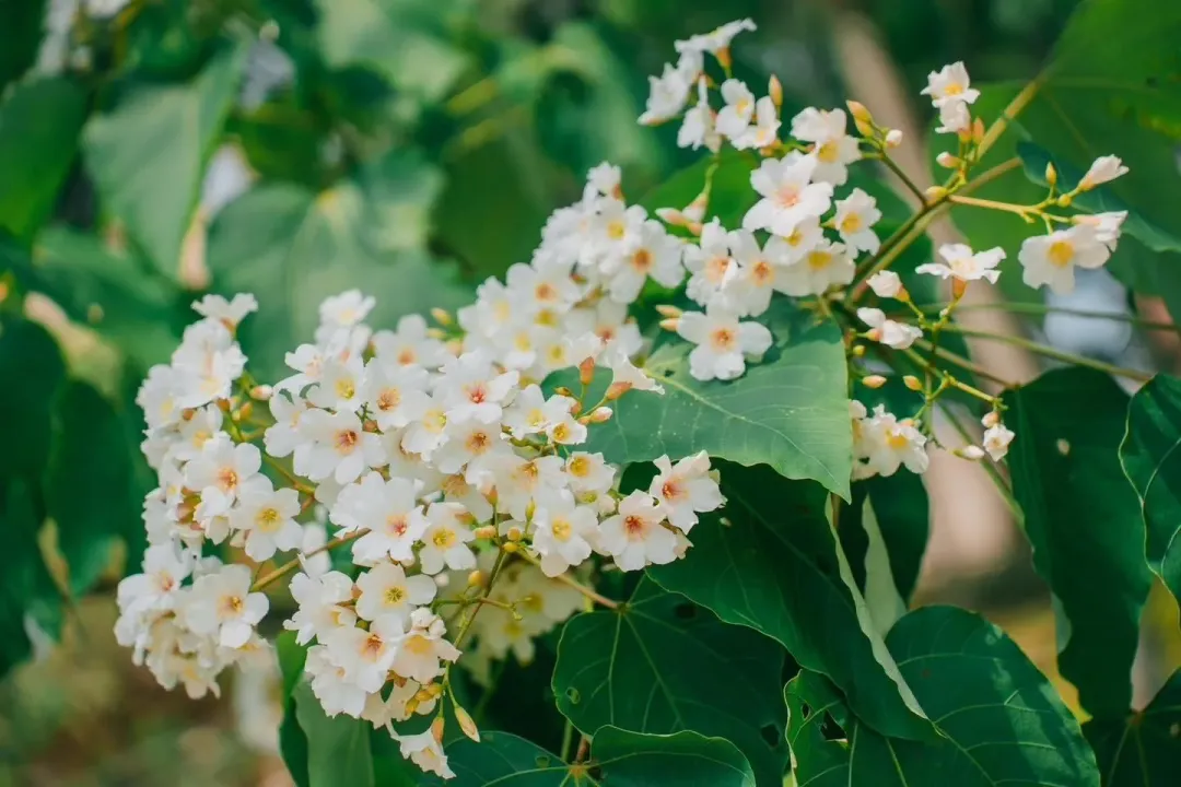 桃園9處桐花秘境的桐花紛紛開花,歡迎大家一起來賞桐花。(圖/桃園市政府提供)