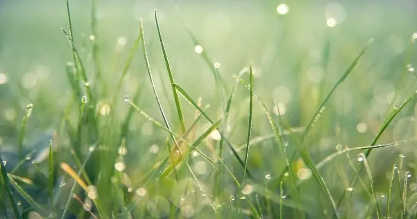 穀雨是春季的最後一個節氣,象徵豐沛的雨水和夏天的來臨。(示意圖/pixabay)