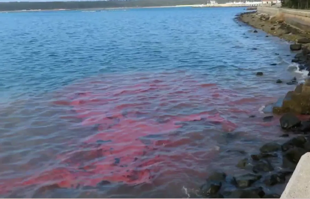 澎湖西嶼橫礁沿岸海面21日浮現一片紅,原來是珊瑚卵隨海流漂上海面聚集在岸邊。(圖/中天新聞)