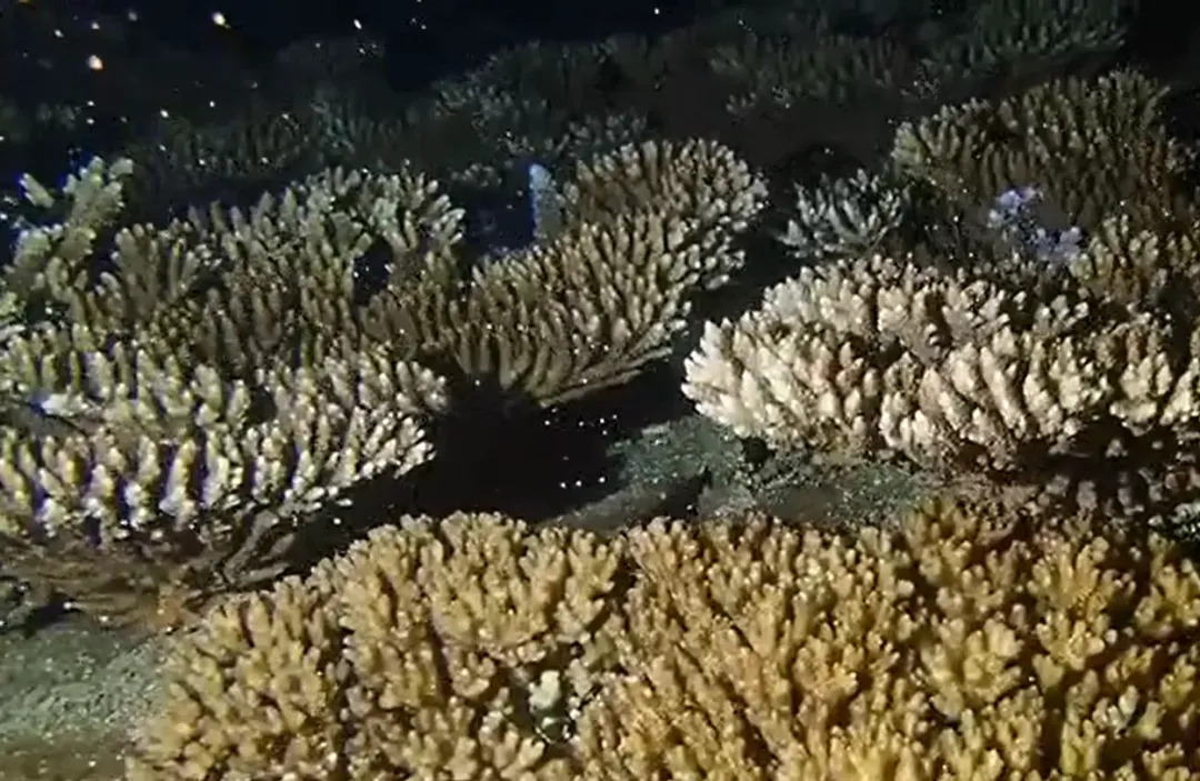 當地旅遊業者到水下拍到難得一見的珊瑚產卵畫面。(圖/珊瑚花藝師聯盟業者提供)