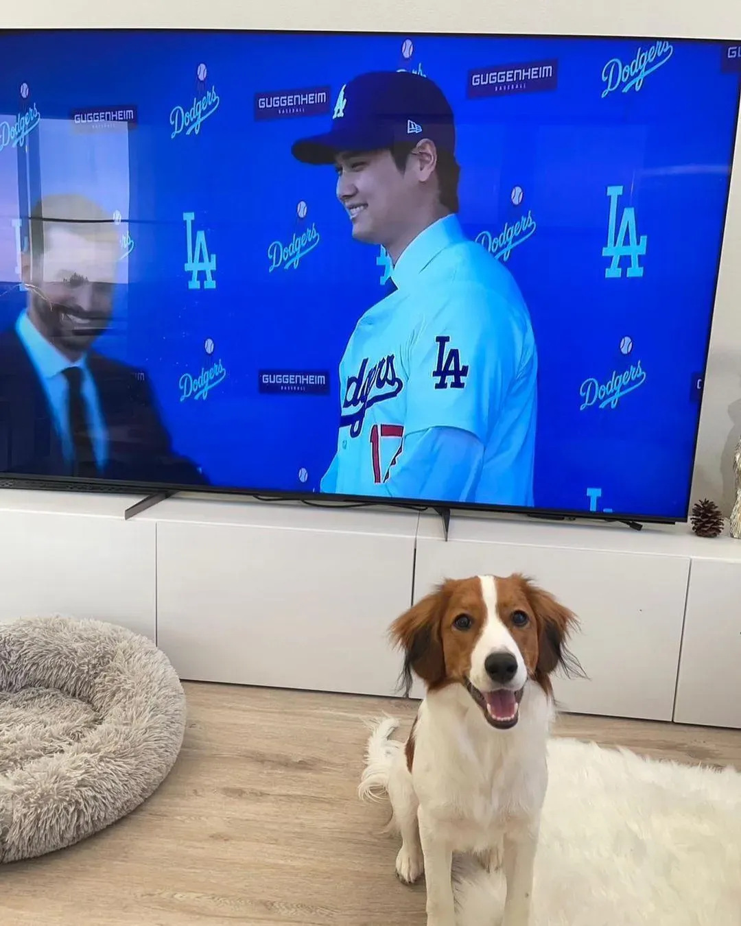 大谷翔平愛犬「Decoy」是來自荷蘭獵犬犬種的科克爾犬（Kooikerhondje），是價值不斐的稀有品種。（圖／翻攝IG@shoheiohtani）