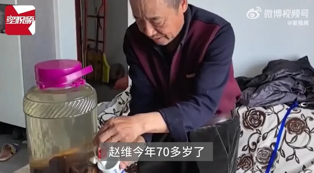 老人認為人蔘冒新芽是吉祥好兆頭。（圖／翻攝星視頻）