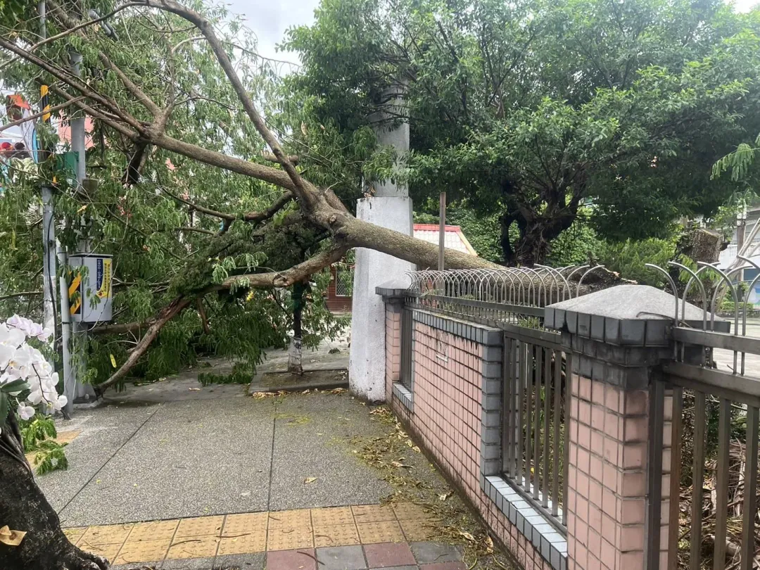樹林文林國小外有路樹倒塌。(圖/民眾提供)