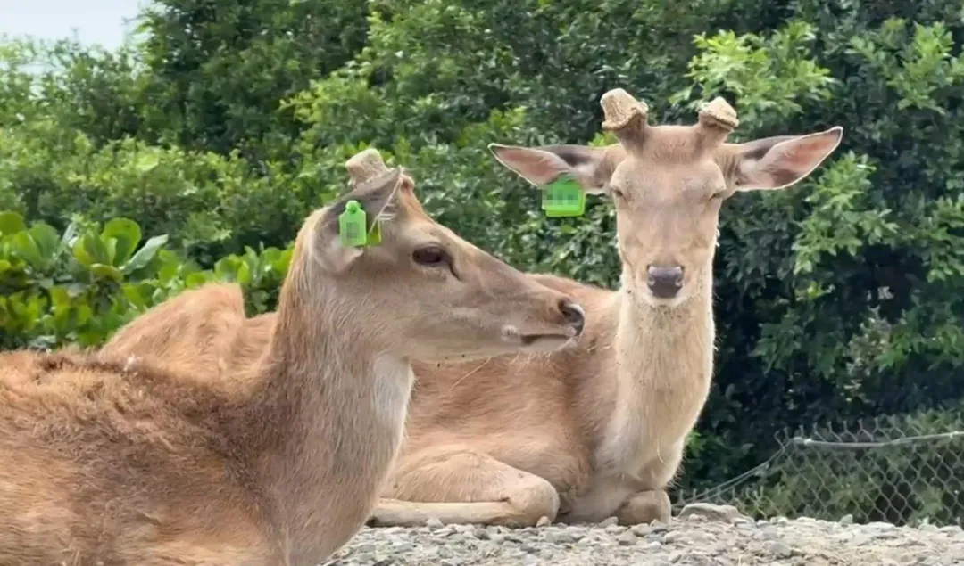 民眾在墾丁國家公園拾獲鹿角。(示意圖/資料畫面)