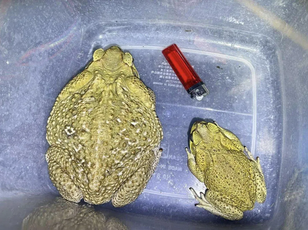 光一夜就已捕獲逾萬隻海蟾蜍。（圖／中水分署鳥嘴潭湖區工務所提供）