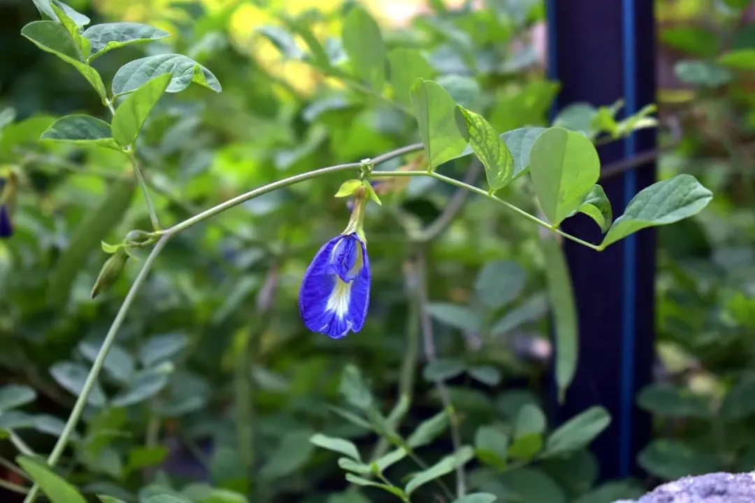 農業部過去也曾推廣過蝶豆花入菜，但是蝶豆花並不能入菜。（示意圖／pixabay）