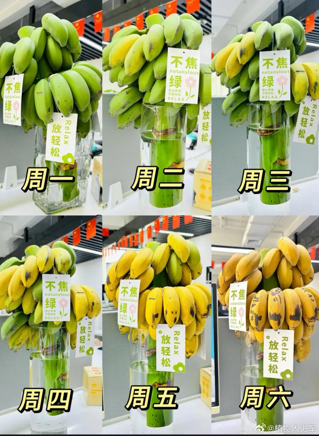 水培香蕉放約一週就會成熟變黃（圖／翻攝微博）