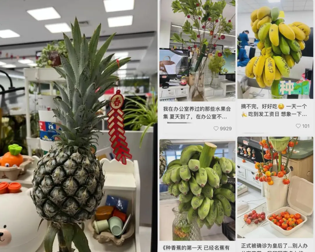 大陸上班族也流行在辦公室種鳳梨、番茄。（圖／翻攝微博）