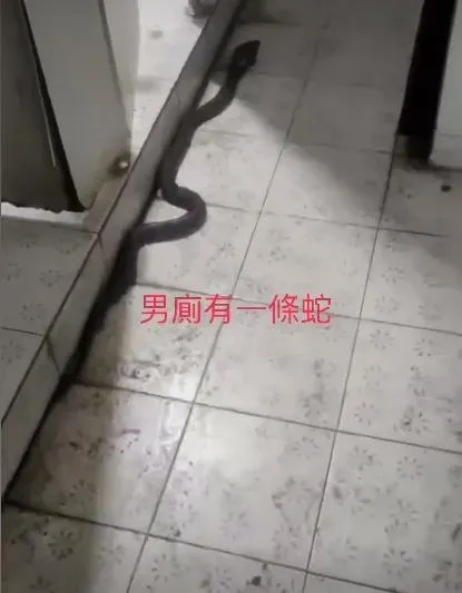 有民眾於個人臉書上，發布一段影片，內文中提及廁所出現一條蛇。（圖／翻攝自陳冬大臉書）
