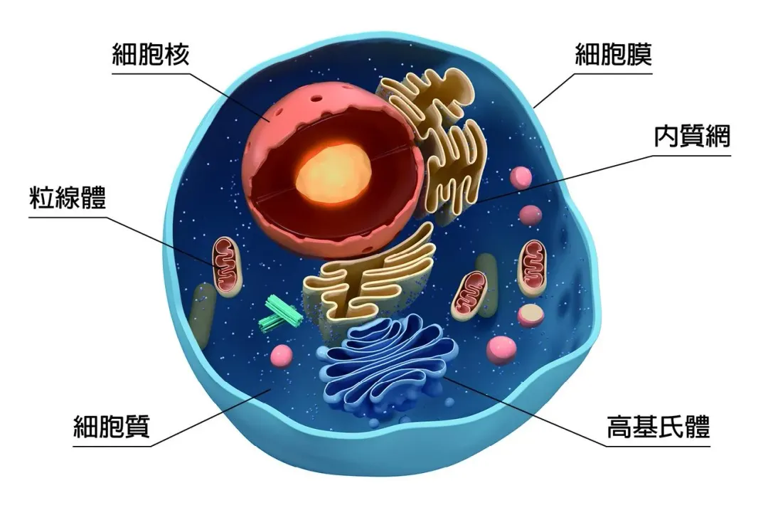 好消息！會胖的原因找到了，名醫陳俊旭公開1招方法，可以立刻關上肥胖開關， 幫助身體回春又健康。(圖／《天下生活》提供)