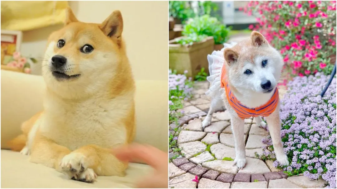 日本柴犬Kabosu去年才剛過18歲生日，不料24日驚傳過世。（圖／翻攝IG@kabosumama）