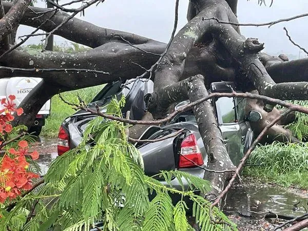 鳳凰木倒塌壓扁樹下的兩台轎車。(圖/翻攝自台南人大小事)