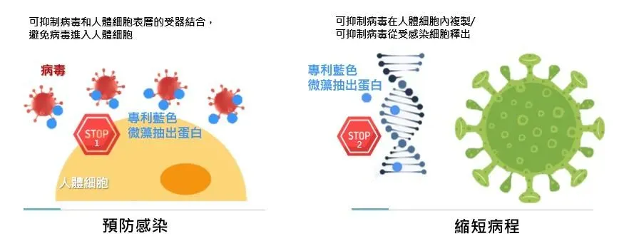 經臨床研究證實，藍色微藻抽出的蛋白萃取物，對多種病毒具有抑制活性的作用，不只能有效緩解新冠病毒，還能抑制腸病毒、流感和皮蛇等8大病毒。圖/遠東生技提供