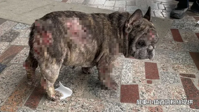 愛犬身上多處傷口。（圖／屏東小鎮資訊提供）