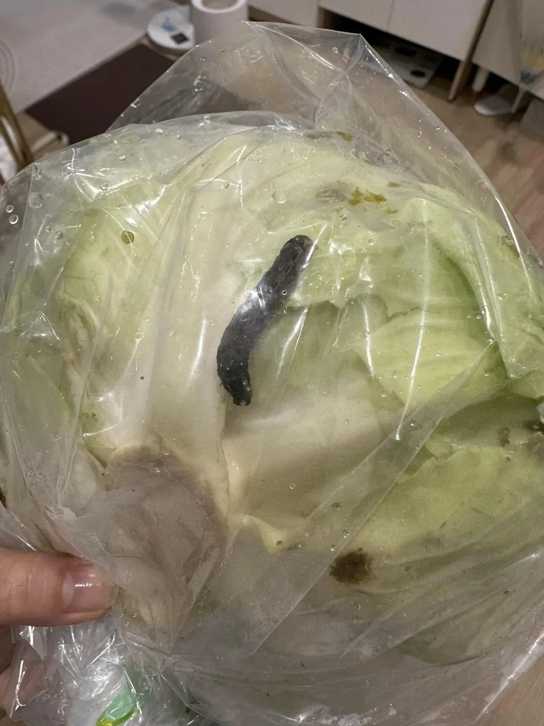 一名網友在全聯買有機生菜驚見超大怪蟲。(圖/翻攝自我愛全聯-好物老實説)
