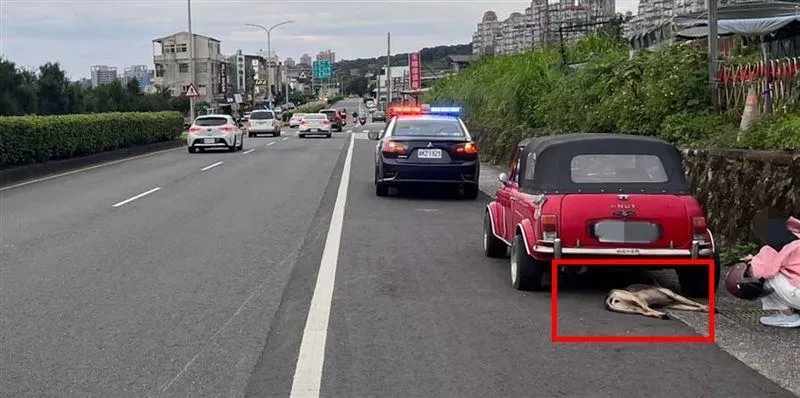 被撞的流浪狗。（圖／翻攝畫面）