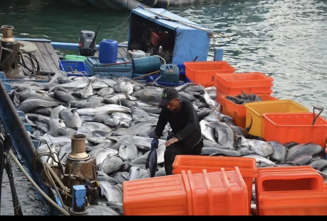專家指出魚類也是野生動物，不應只被以食物的角度來看待。（圖／高雄市前議員林于凱）