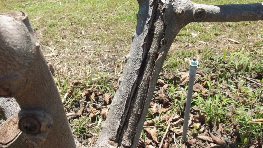 果樹受到太強的日照，就會出現開裂的「日燒」症狀，這樣的狀態也容易讓果樹生病。（圖／中天新聞）
