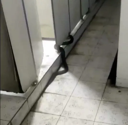 眼鏡蛇爬進隔間。(圖/爆廢1公社)