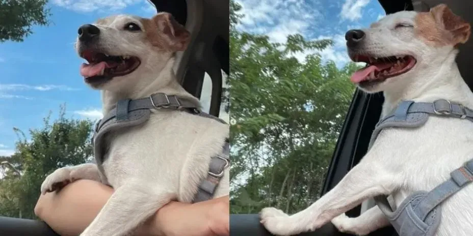 蔡英文和分享愛犬樂樂搭車兜風表情愉悅的照片。（圖／蔡英文IG）