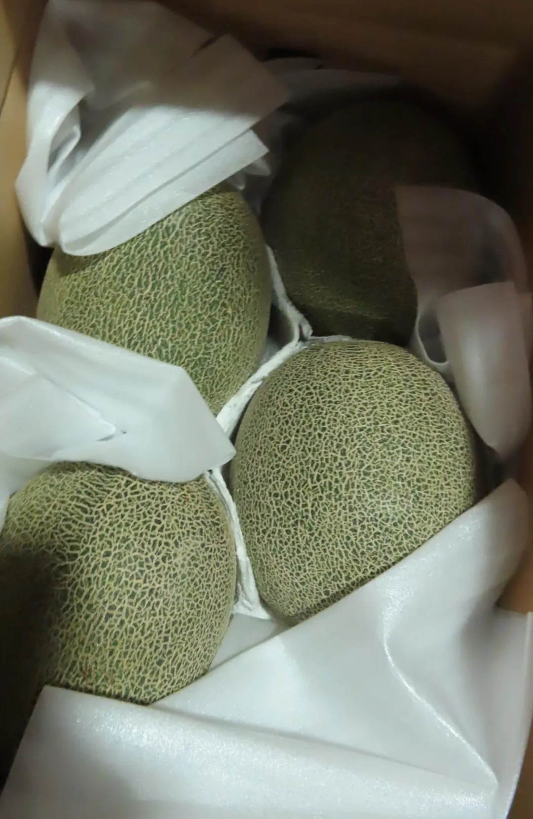 日本鮮蜜瓜。