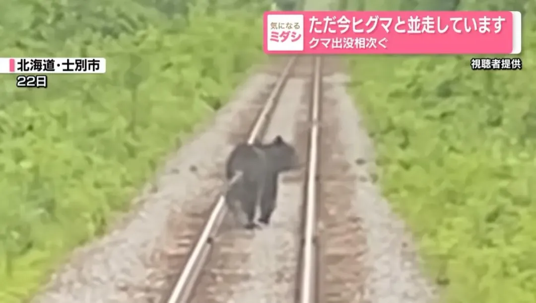 北海道JR宗谷線拍到有野熊跑上鐵軌（圖／翻攝NNN）