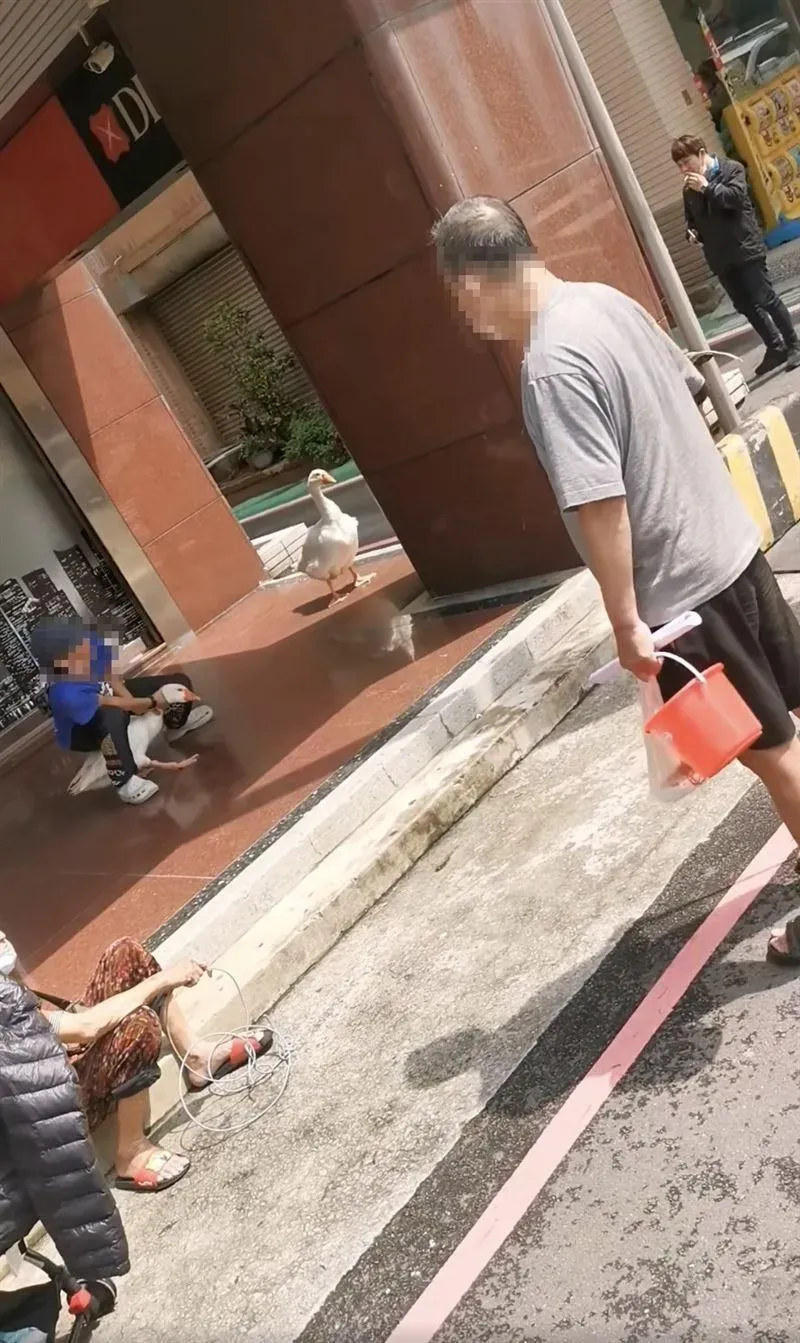 黃男猝逝後，留下的兩隻白鵝將交由家屬處理與安置。（圖／翻攝自臉書《新竹人新竹事》）