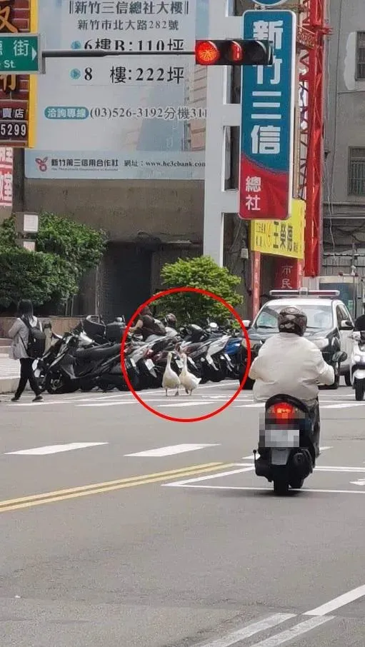 「鵝爸爸」逝世後，網友感嘆再也看不到阿伯牽鵝逛大街的畫面了。（圖／翻攝自臉書社團「新竹爆料公社」）