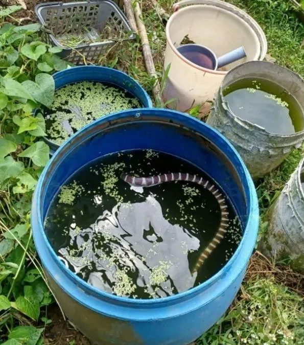 雨傘節受困儲水桶內,讓老農嚇破膽。(圖/翻攝新北市動保處官網)