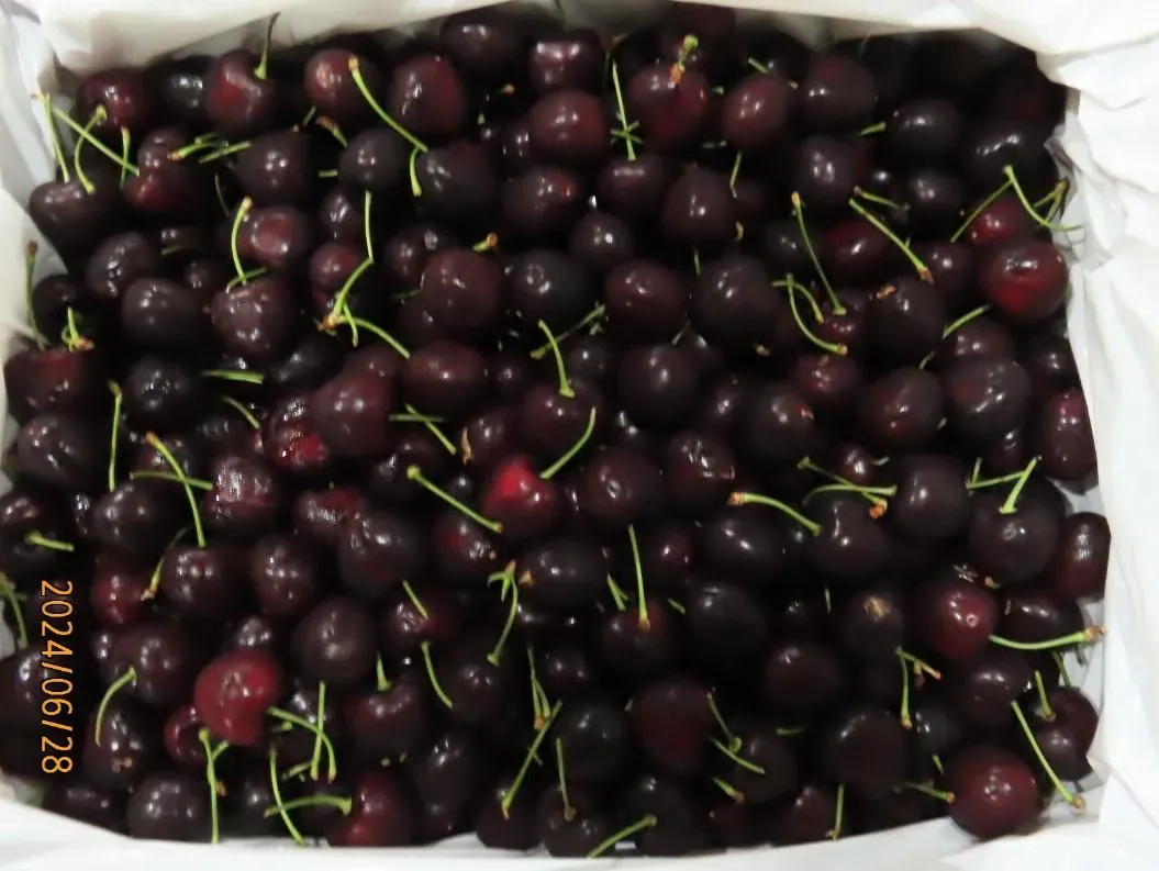 「鮮紅櫻桃(FRESH CHERRIES)」被檢出農藥殘留大克草0.02 ppm。（圖／食藥署）
