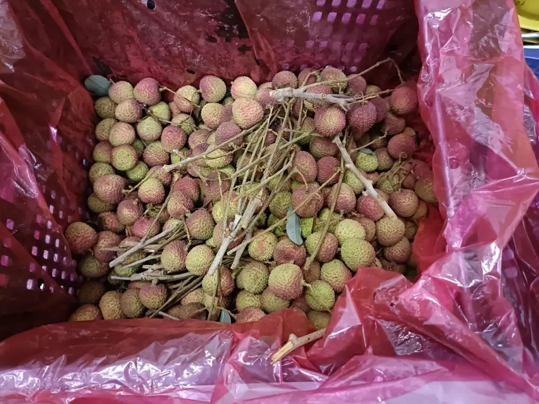 「美福食集」的「台灣特選玉荷包（荔枝）」抽驗出殺蟲劑超標。（圖／臺北市政府衛生局）