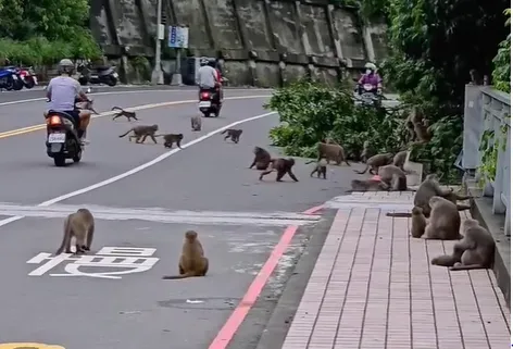 網友提醒，別長期餵食獼猴。（圖／翻攝自臉書「路上觀察學院」）