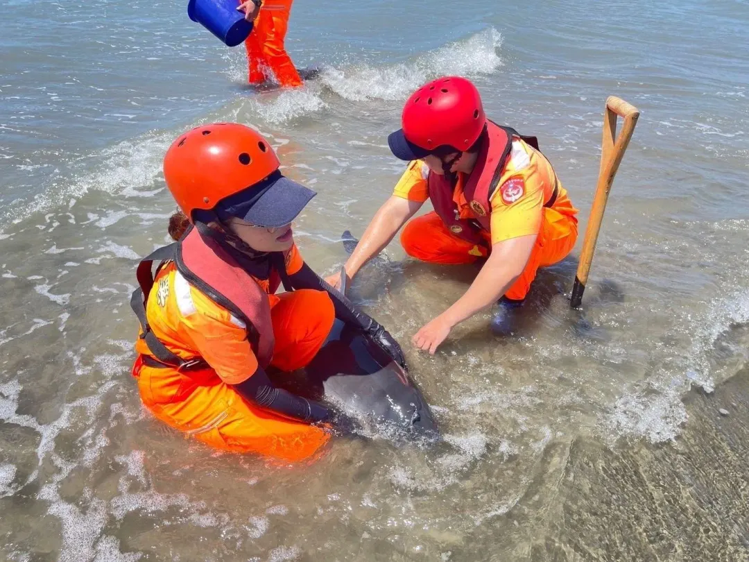 小鯨豚在海灘邊由安檢人員協助泡水降溫。（圖／翻攝畫面）