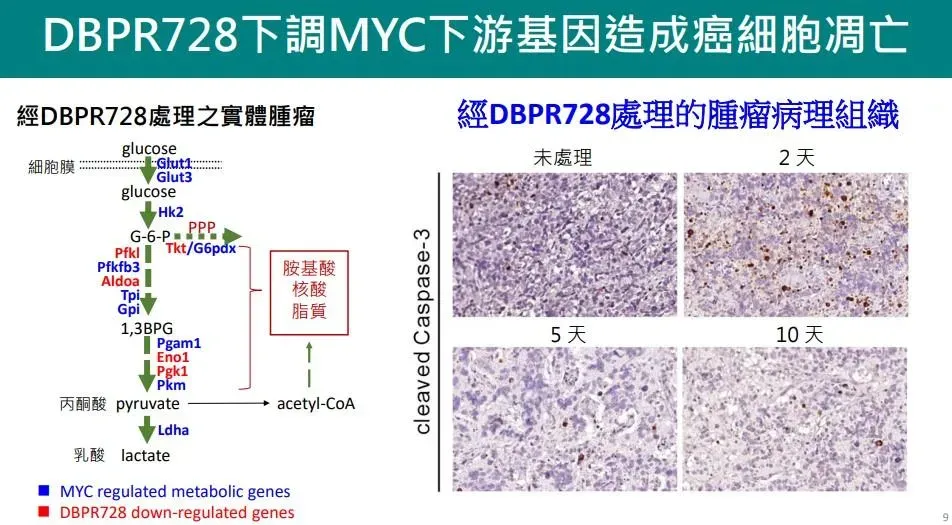 國衛院發現可促進MYC癌症驅動蛋白質降解的標靶新藥。（圖／國衛院提供）