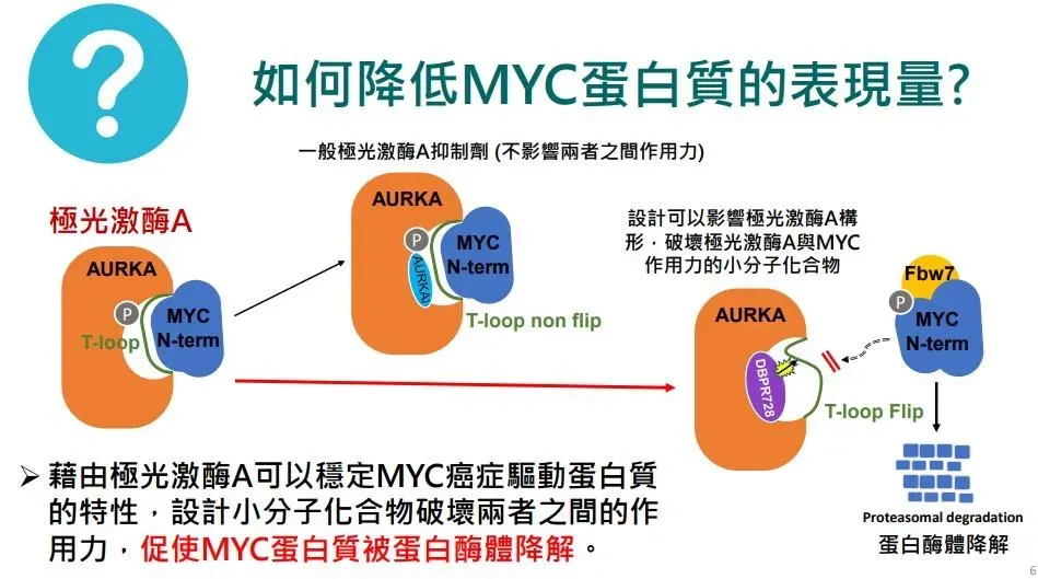 國衛院發現可促進MYC癌症驅動蛋白質降解的標靶新藥。（圖／國衛院提供）