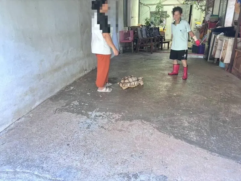 沙鹿區一家公司發現門口有咚咚的敲擊聲,竟是走失陸龜來敲門。(圖/民眾提供)