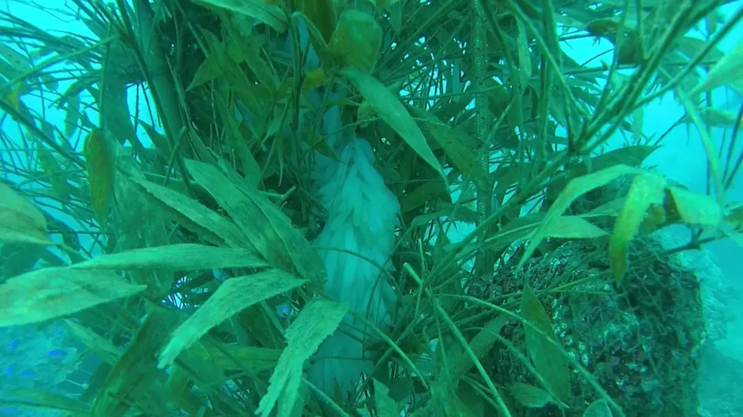 水下竹叢礁提供孵化後的小軟絲能安全成長的躲避空間。（圖／新北市漁業及漁港事業管理處提供）