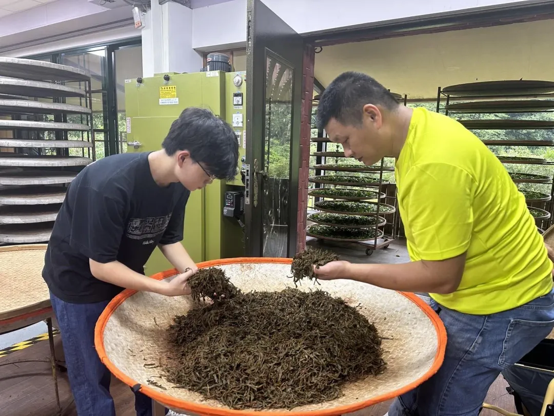 茶農蔡旭志(右)仔細教兒子製茶技術（圖／新北市農業局提供）