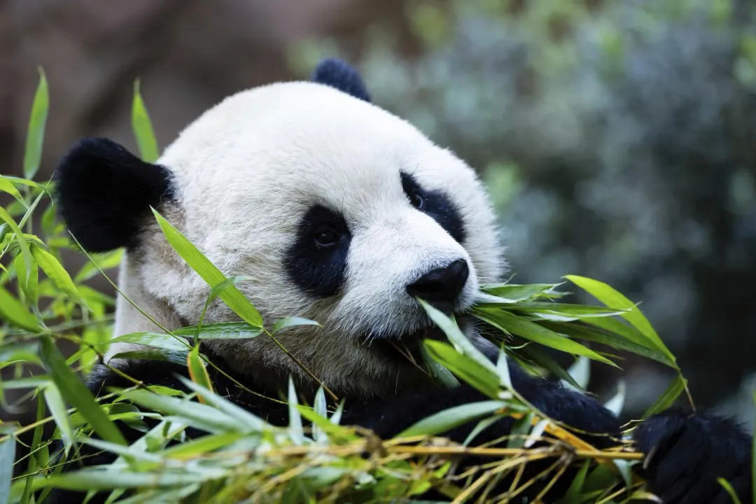 在加州聖地牙哥動物園亮相的公貓熊雲川(圖/美聯社)
