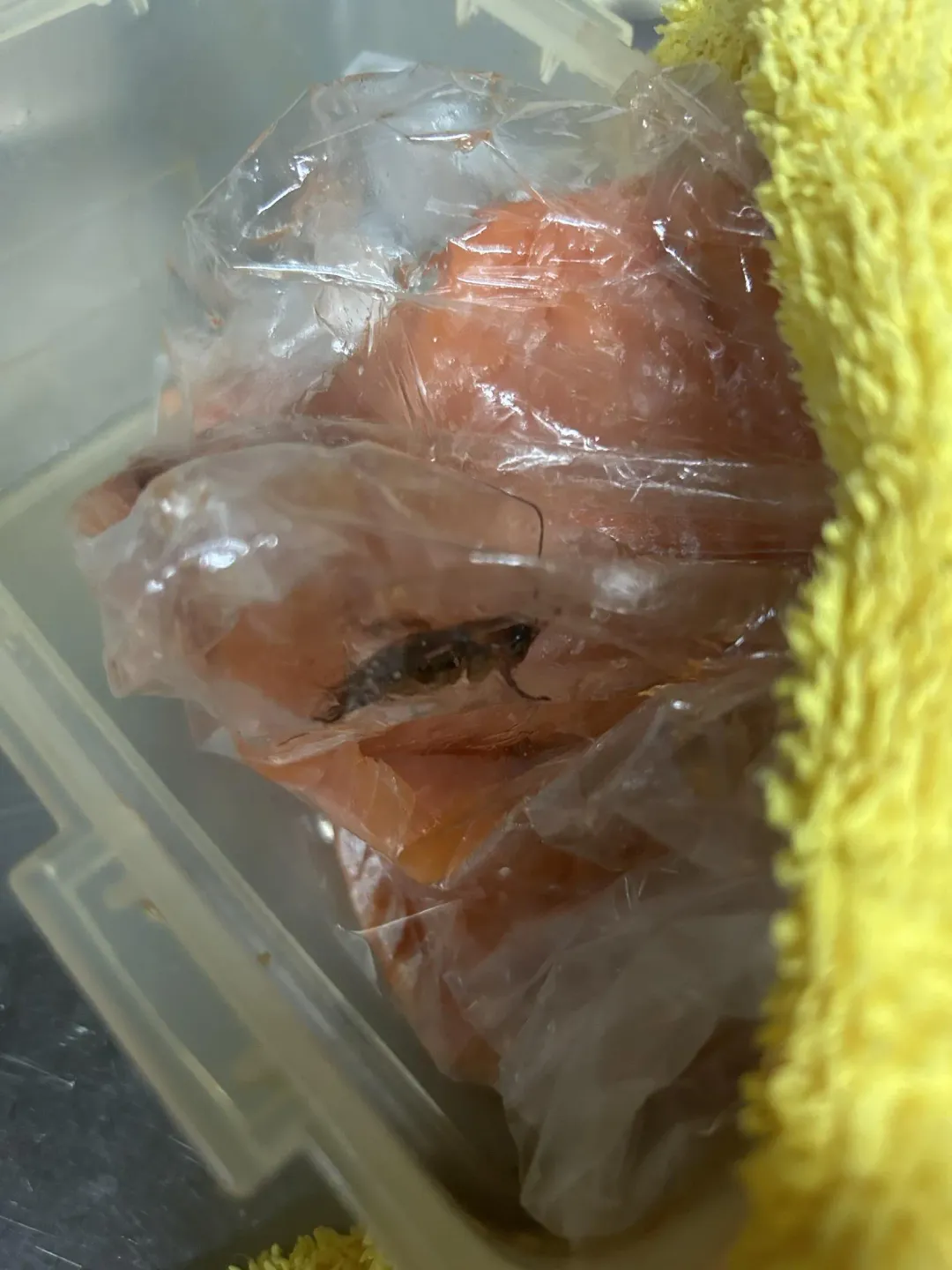 有小強鑽進鮭魚袋內。（圖／翻攝自新竹爆料公社）