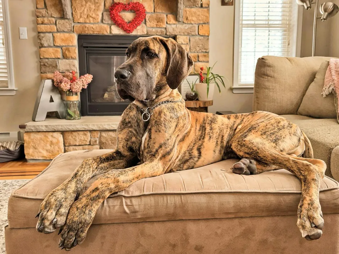 大丹狗為世界最高大犬種之一(示意圖/翻攝Unsplash)