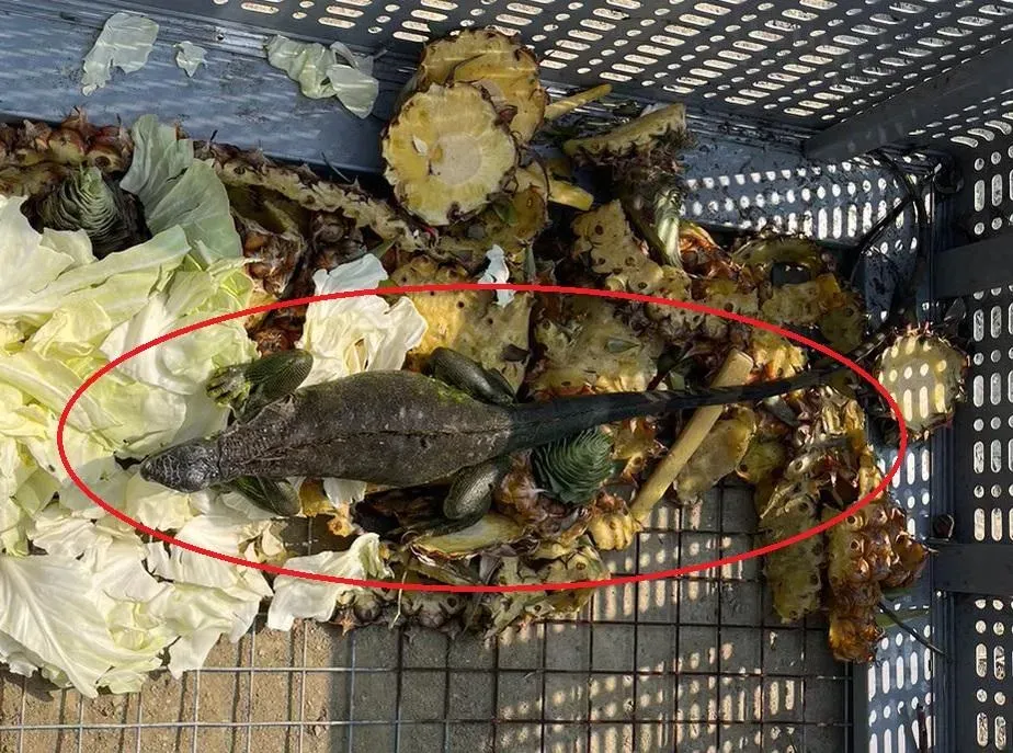 綠鬣蜥最近數量爆發,影響民眾生活,台南市環保局正招集「獵蜥達人」共同移除害蟲。(圖/翻攝自台南市政府官網)