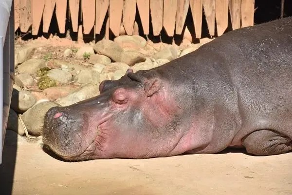河馬「樂樂」是新竹市立動物園人氣王,目前已高齡36歲。(圖/新竹市立動物園)