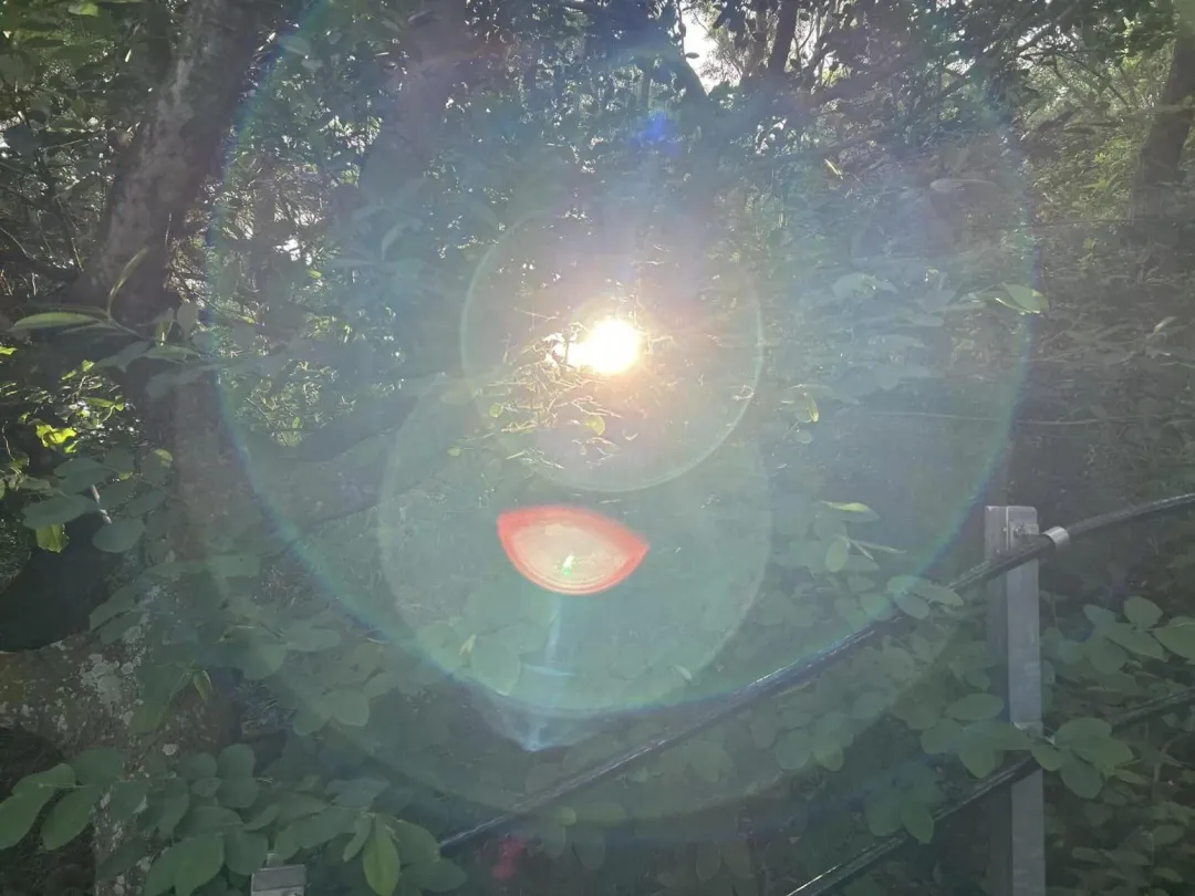 蔡壁如提到太陽出來了、向前走就對了等語句引發各界聯想。（圖／蔡壁如臉書）