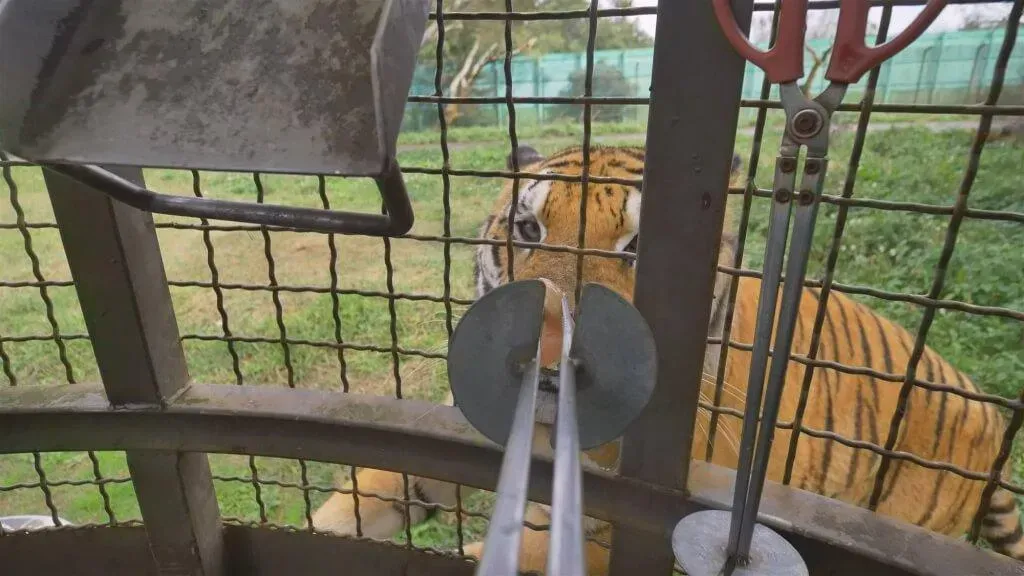 動保團體調查,六福村動物園曾有籠車餵食保育類動物體驗活動,民眾可搭乘籠車進入猛獸區餵食獅子老虎,結果有遊客故意吊高肉餌逗弄動物取樂,違反野生動物保育法教育、研究宗旨。(圖/台灣動物平權促進會提供)
