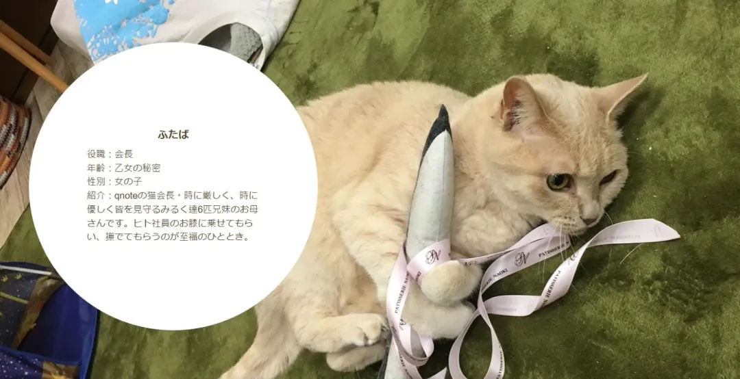 11隻「貓員工」各有頭銜職位。 （圖／翻攝「Qnote」官網）