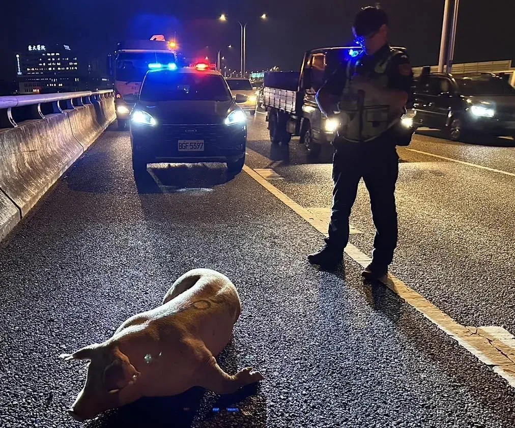 豬二師兄被警化身的黑悟空馴服。(圖/警方提供)