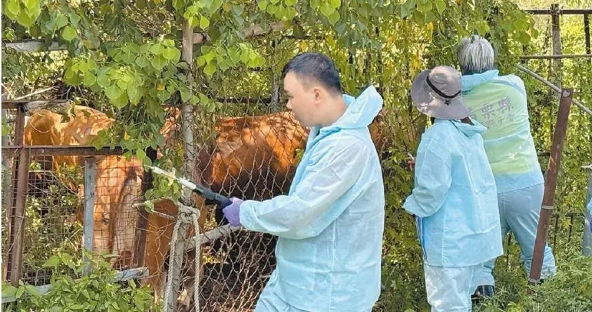 金門縣動植物防疫所8月31日持續消毒爆發牛結節疹案例周邊半徑3公里內的養牛場。（圖／報系資料照）